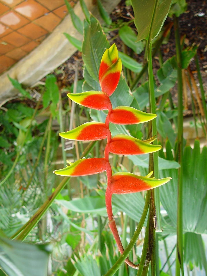 Australian bloom botanic