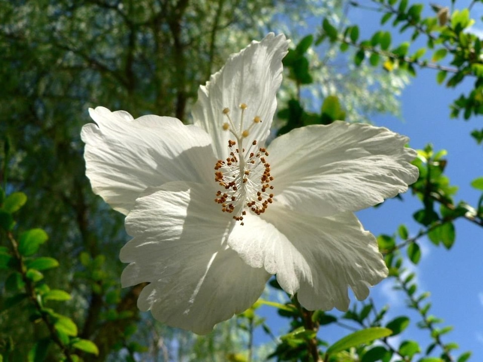 Bloom tree white