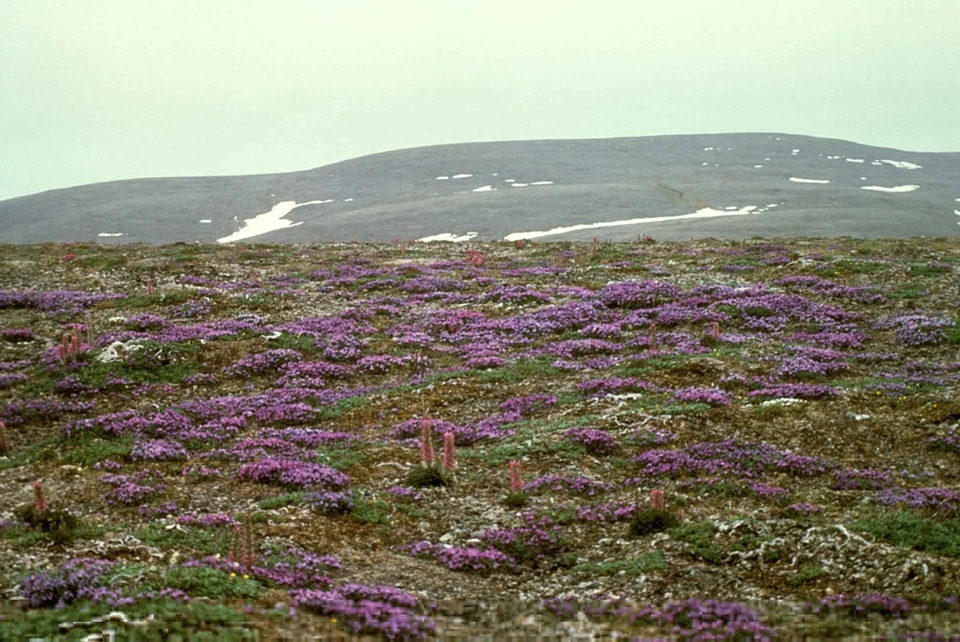 Bloom flowers plant