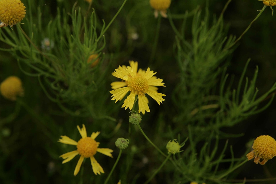 Bitter flowers Helenium autumnale