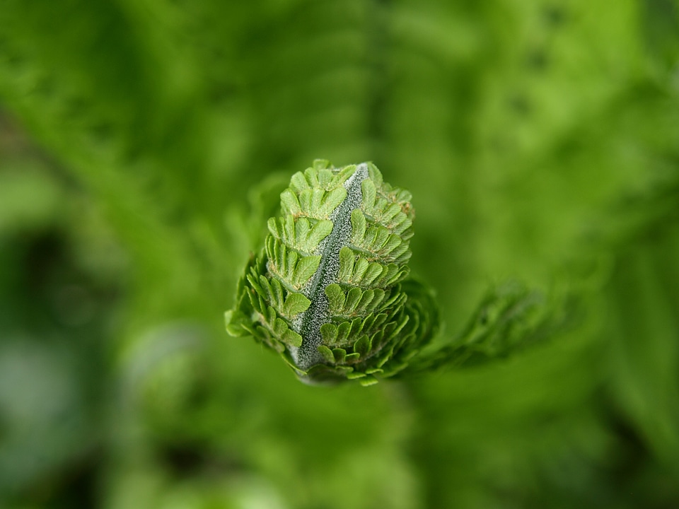 Green plant spring