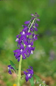 Bloom blossoming viola