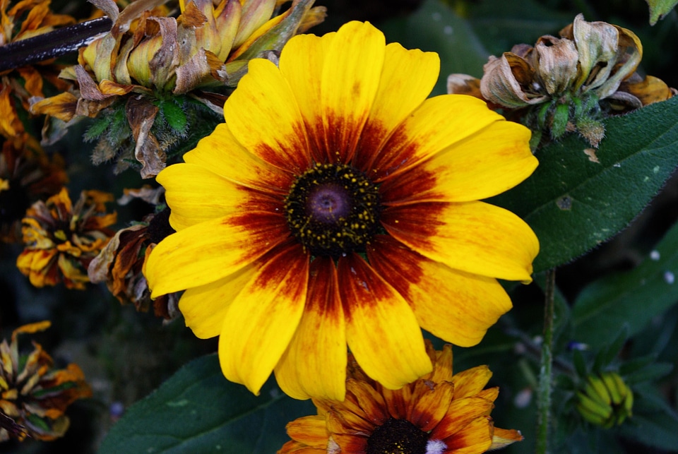 Beautiful bloom 