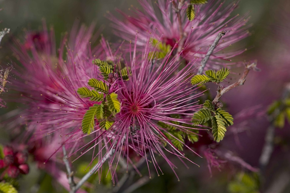 Beautiful bloom desert