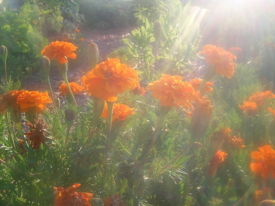 African bloom calendula