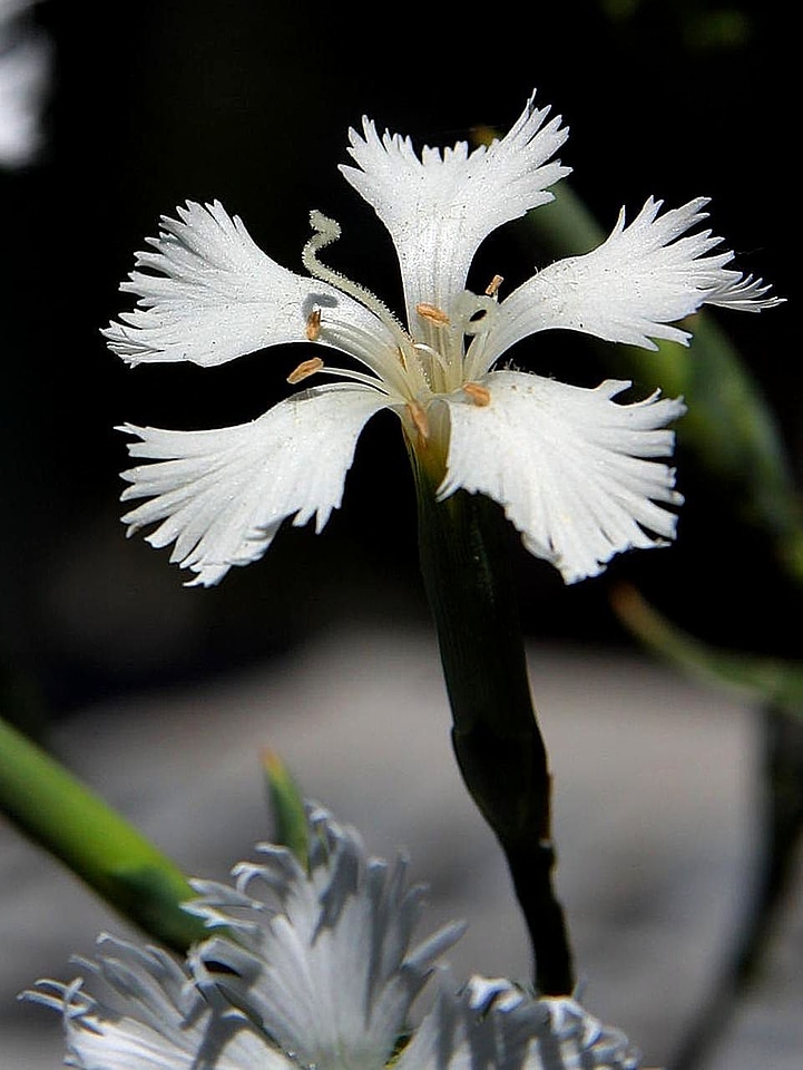 Beautiful bloom white