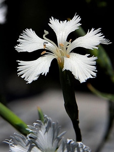 Beautiful bloom white