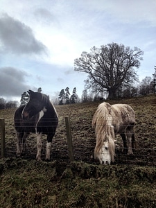 Animal stallion equestrian photo