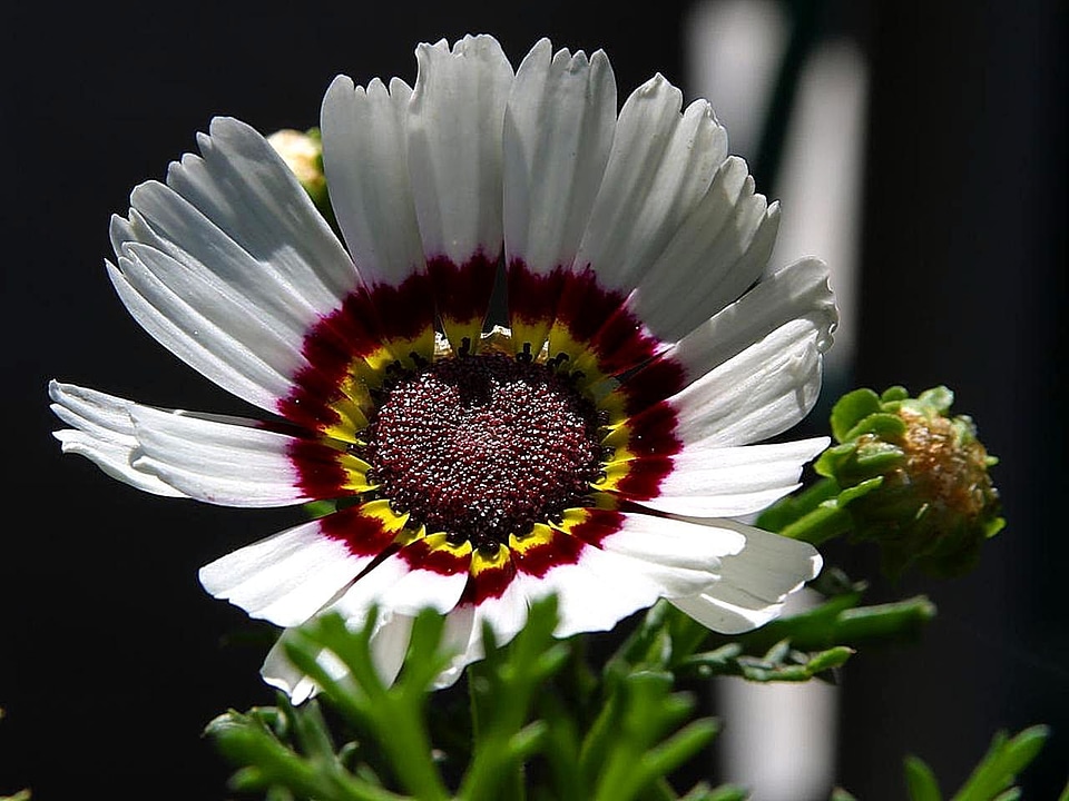 Beautiful bloom park