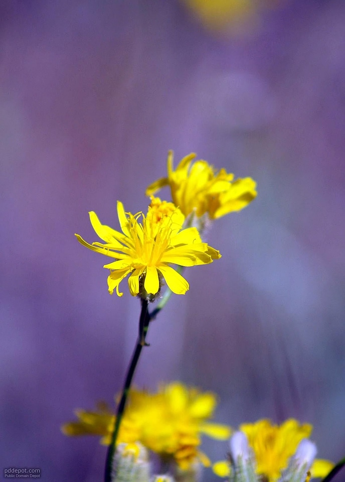 Beautiful flowers yellow