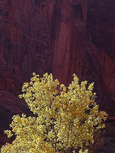 Autumn trees 