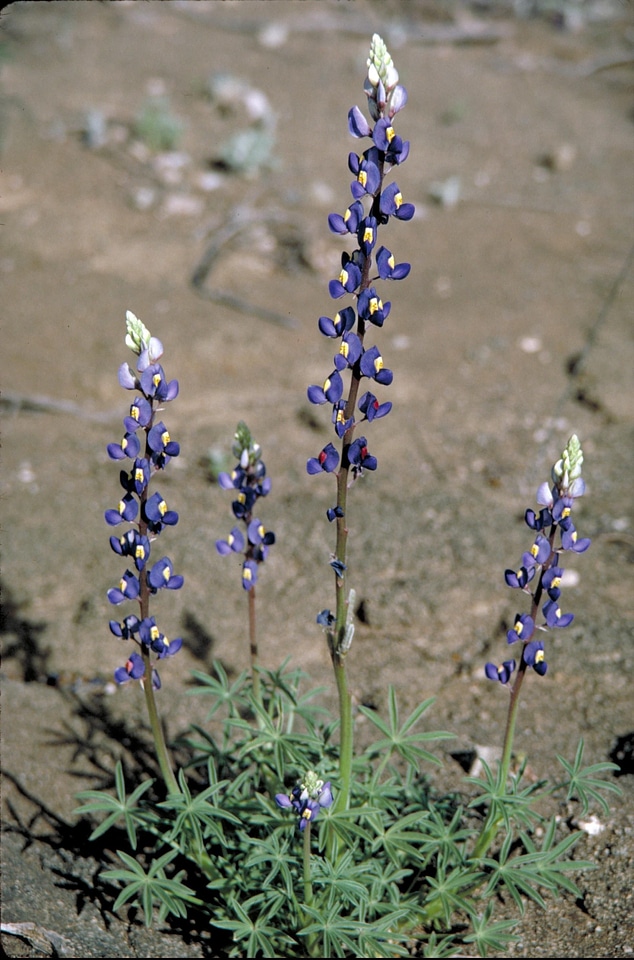 Bend bloom Lupinus argenteus