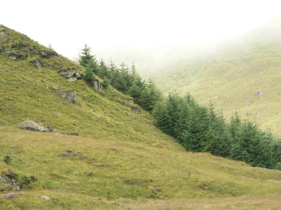 Hill side trees