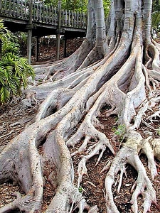 Roots trees photo