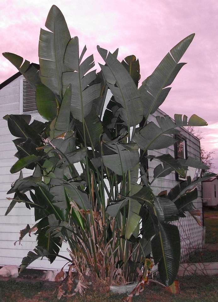 Genus tree tropical