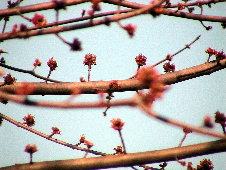Acer Saccharinum buds maple