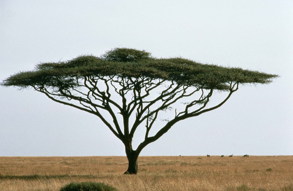 Acacia plant spine