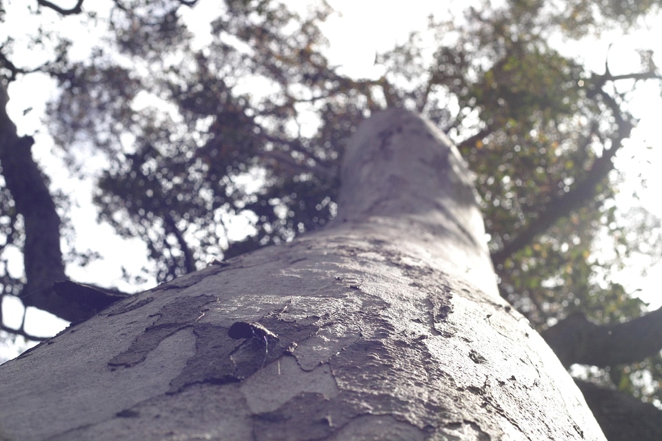 Angophora Costata bug tree