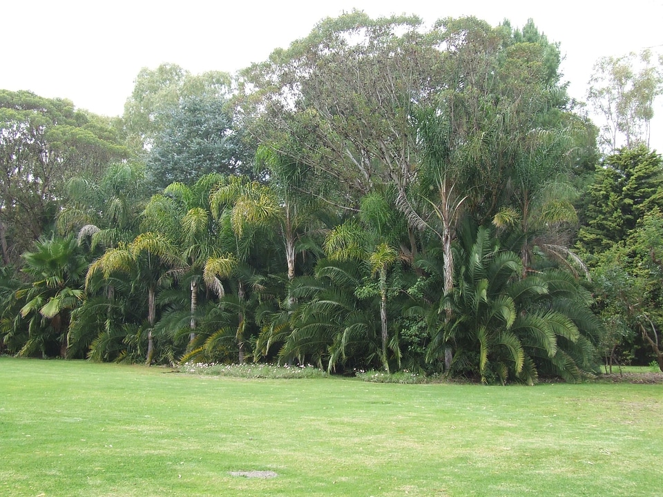 Stand trees 