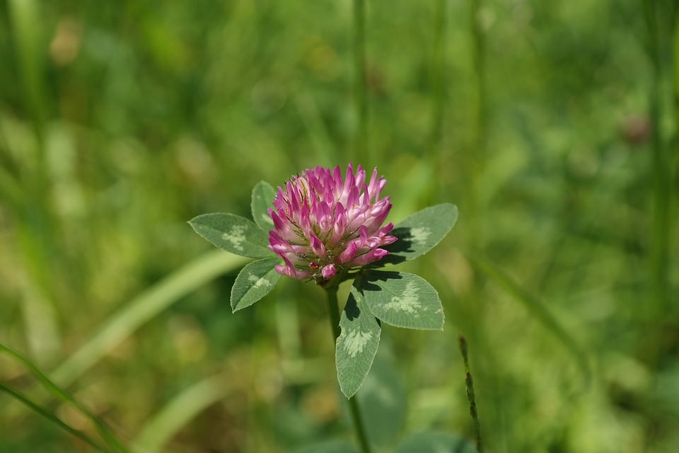 Fodder plant pink red