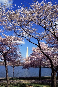 Cerise trees 