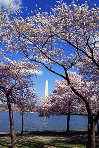 Cerise trees photo