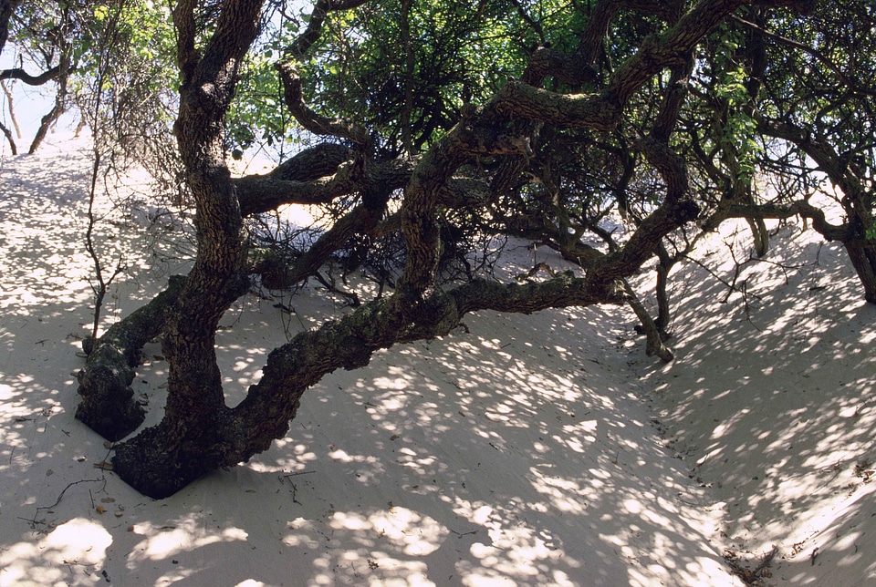 Sand tree 