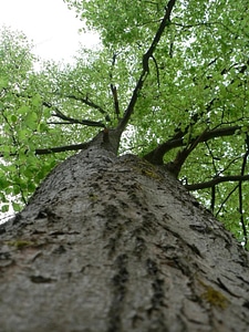 Sight tree 
