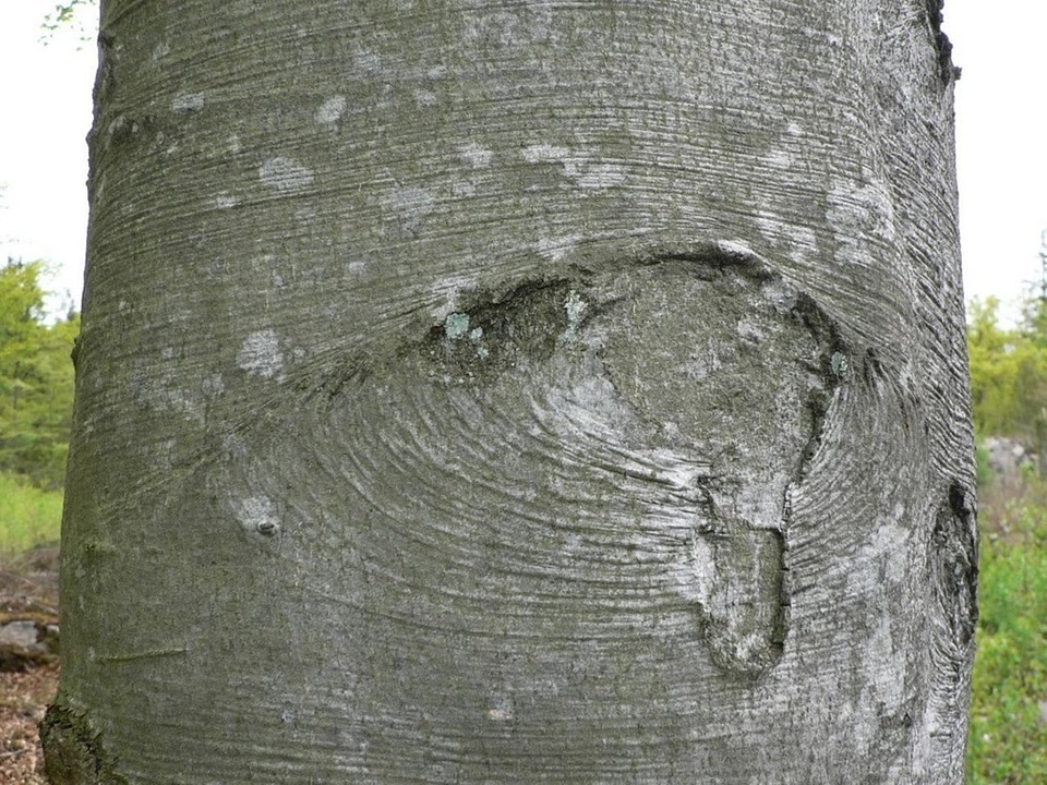 Tree trunk 