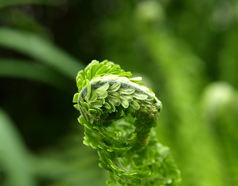 Green plant spring