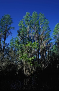 Marsh nature refuge