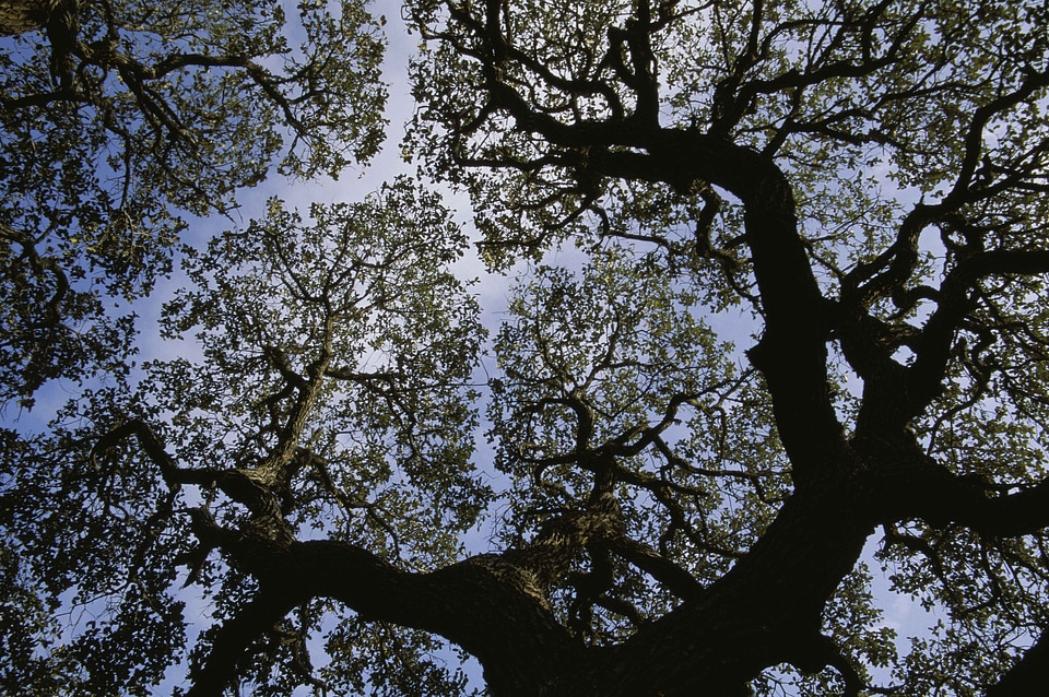 Looking sycamore tree