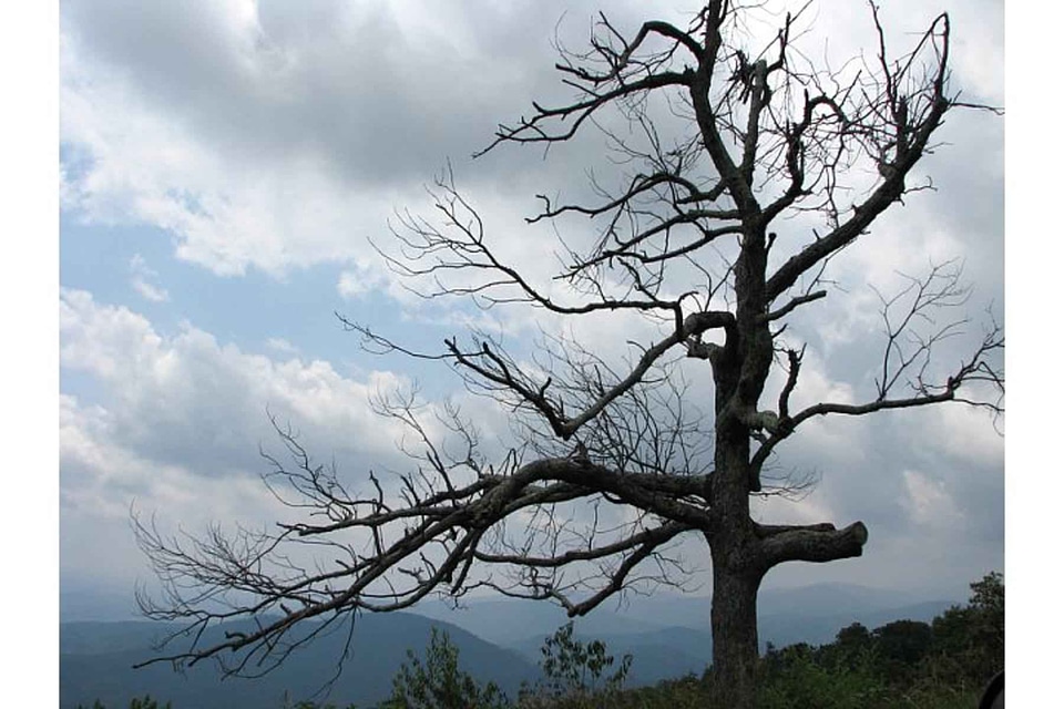 Domestic national park overlook