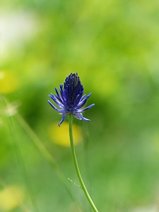 Blossom bloom blue photo