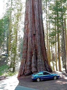 Car red wood tree photo