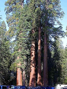 Red Wood tree photo