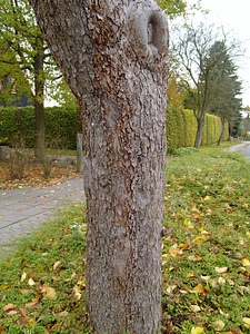 Apple apple tree tree photo