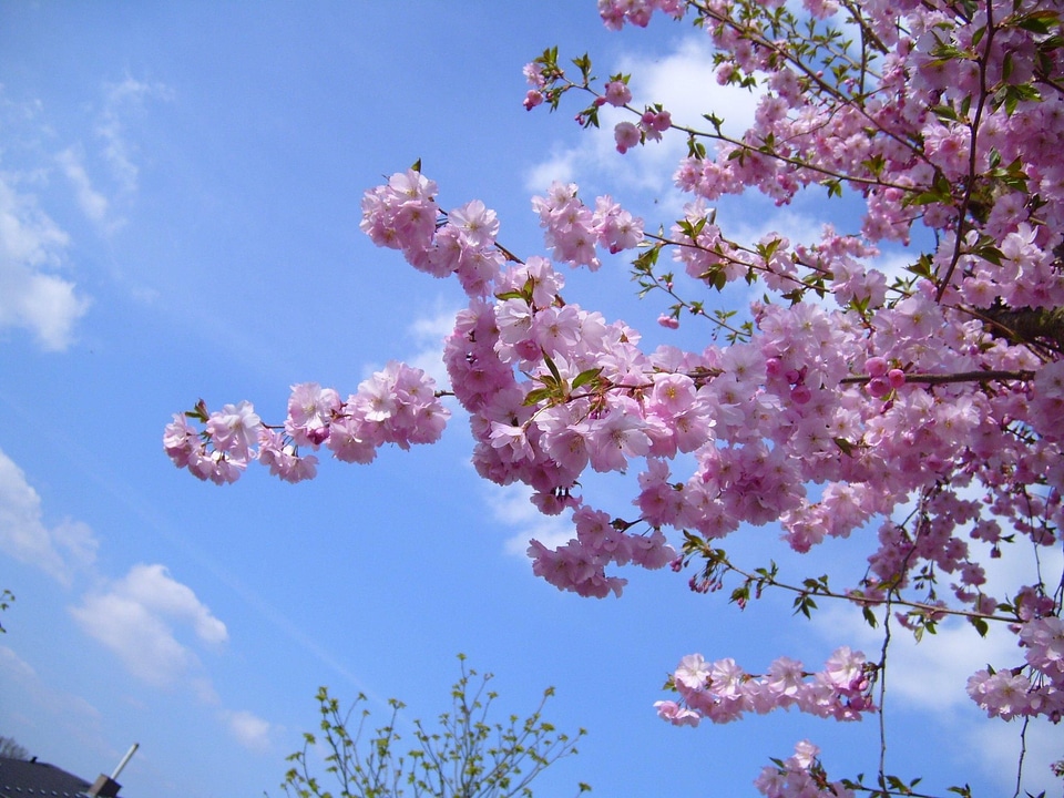 Blossoming cerise flowering cherry