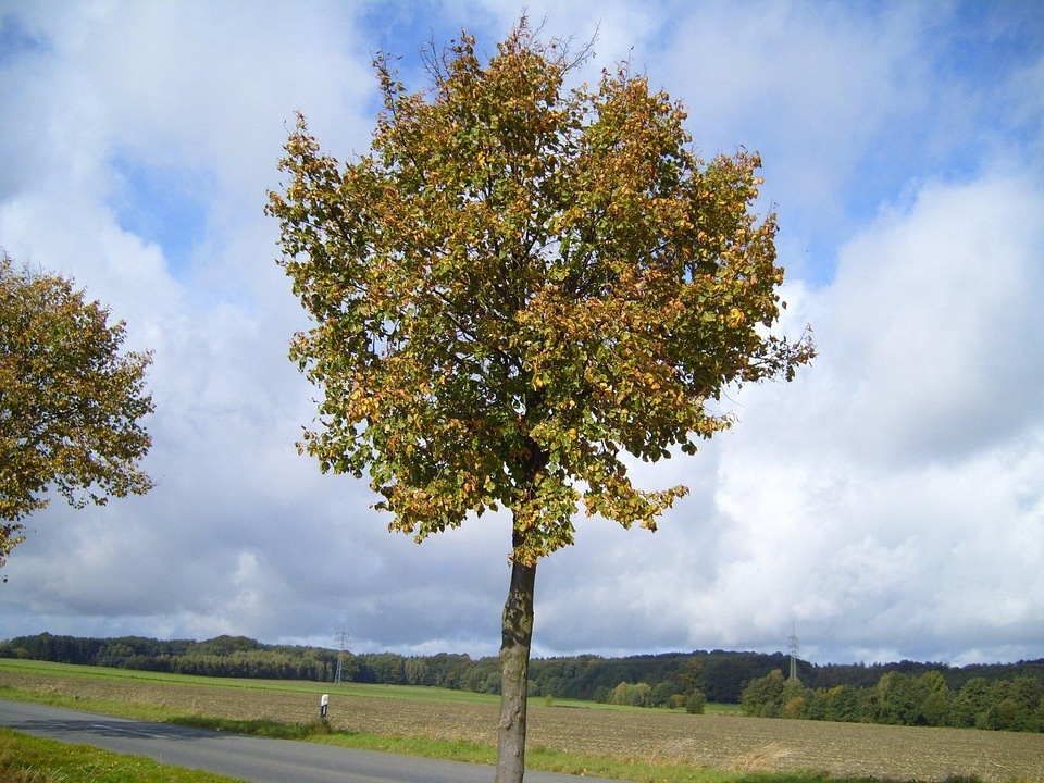 Autumn Tilia tilioideae tree