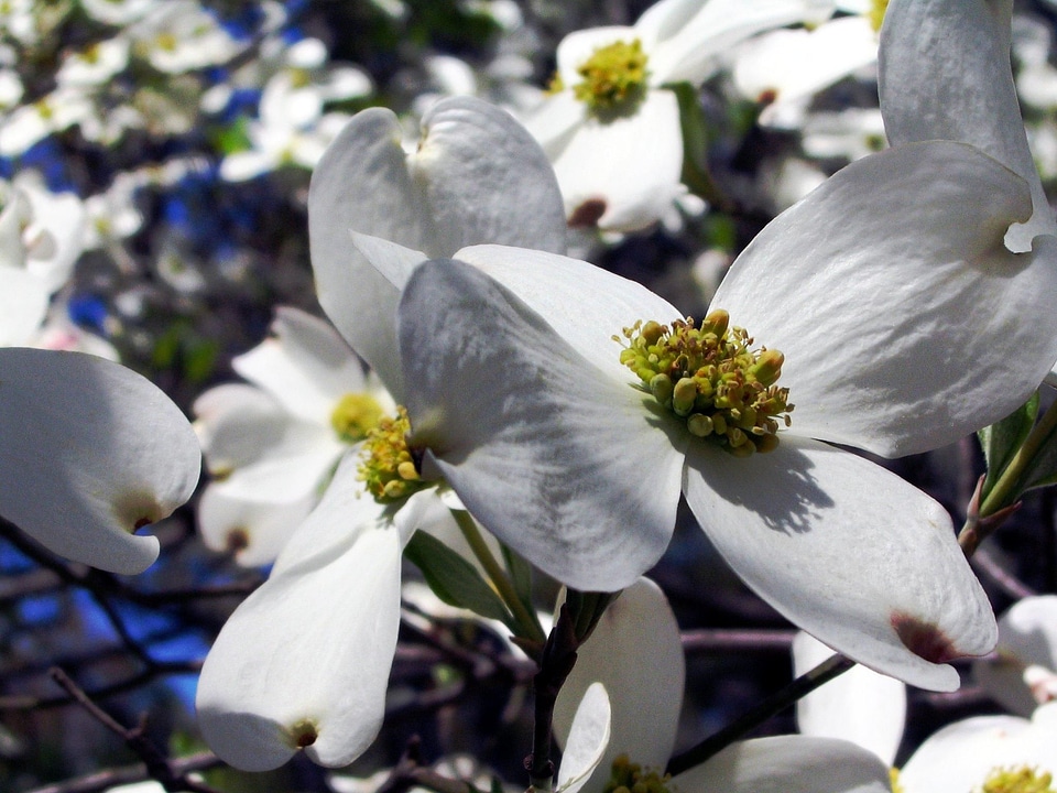 Cornus Unalaschkensis flowers tree