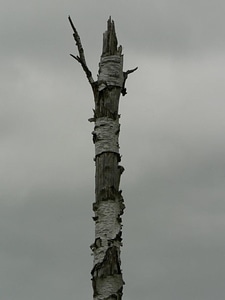 Dead tree photo