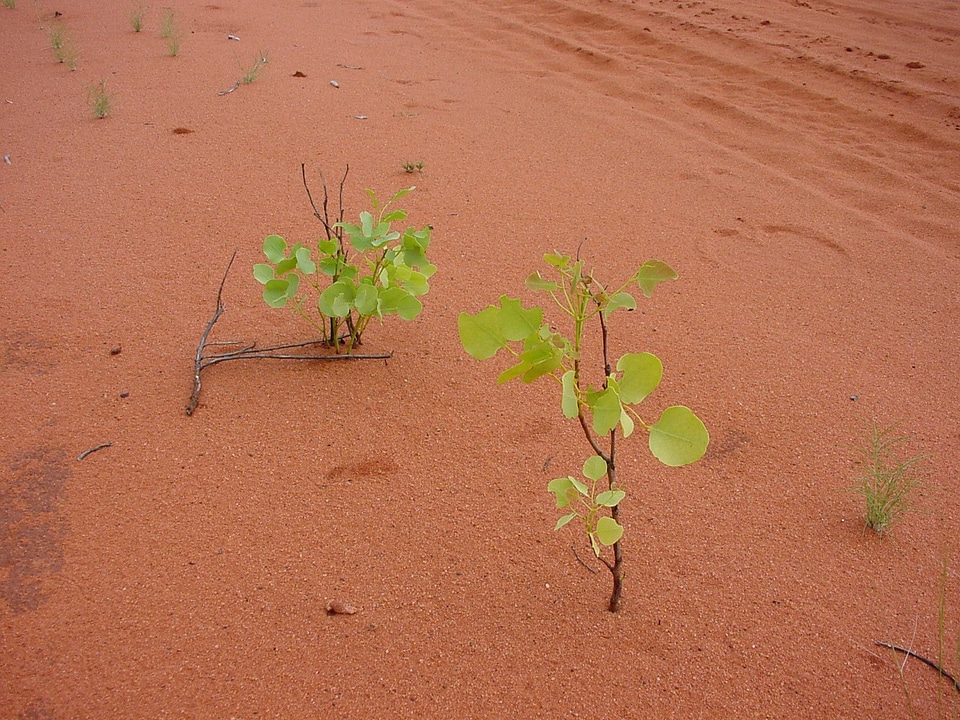 Baby road trees