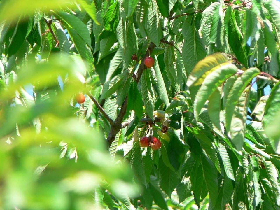 Tree  