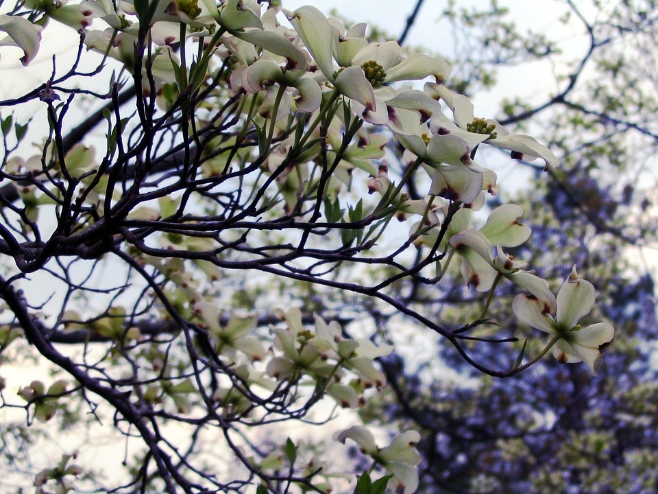 Blossoming Cornus unalaschkensis tree