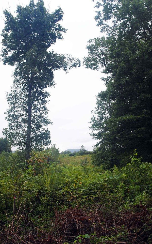 Greenery tree 