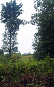 Greenery tree 