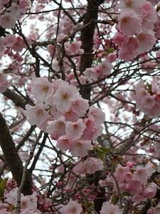 Flower tree pink spring photo