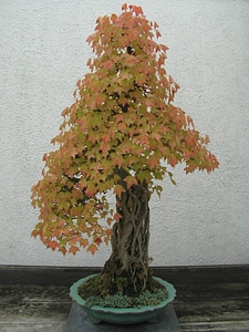 Autumn bonsai 