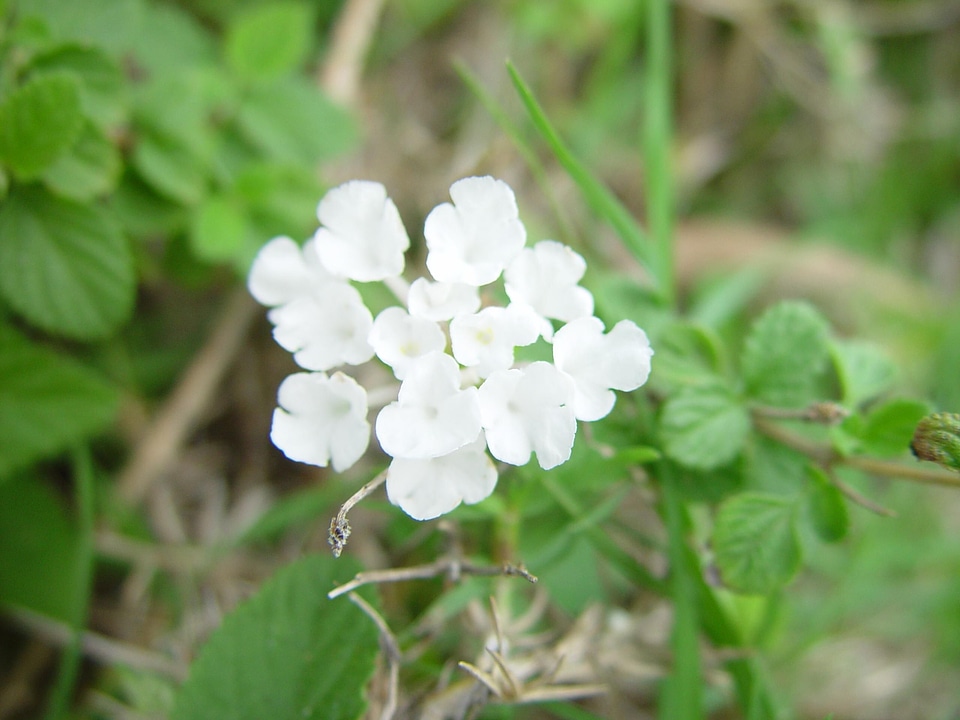 Background brown flowers