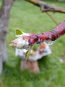 Bud buds 